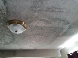 Our mold inspection services are among the most thorough in the industry